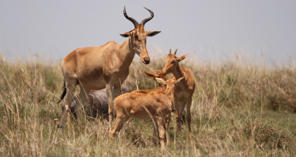 Kongonis in der Masai Mara