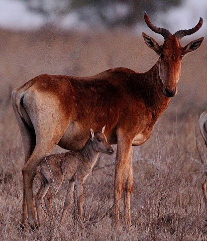 Kongonis im Lumo Conservancy