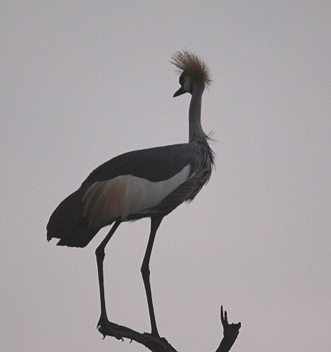 Kronenkranich in der Masai Mara