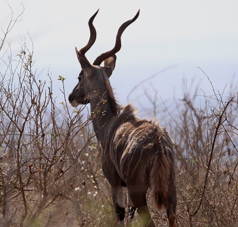 Kleiner Kudu im Lumo Reservat