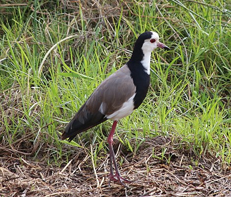 Langzehenkibitz im Amboseli National Park