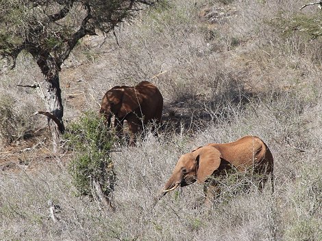 Leopard Lair Cottage - Lumo Conservancy