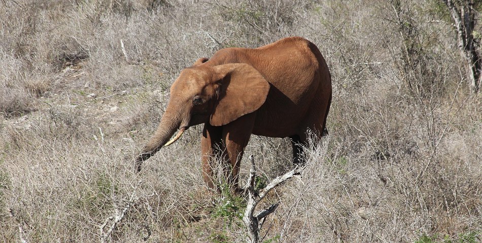 Elefanten vor den Leopard Lair Cottage - Lumo Conservancy