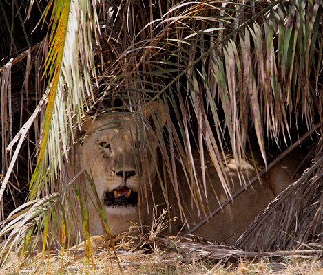 Löwen im Amboseli Park
