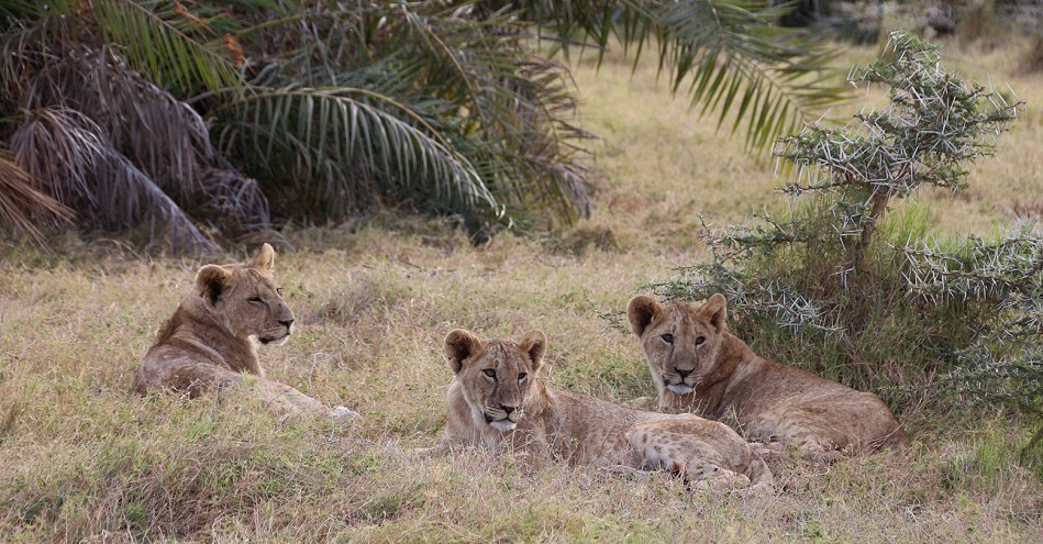 Löwen im Amboseli Park