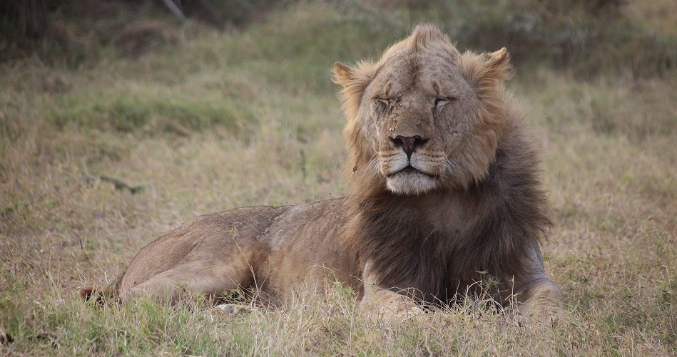 Löwen im Amboseli Park