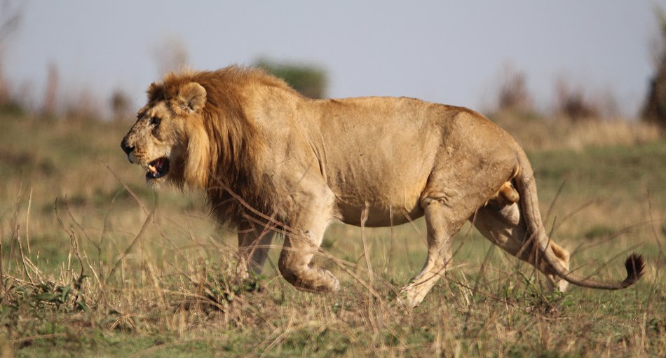 männlicher Löwe in der Masai Mara