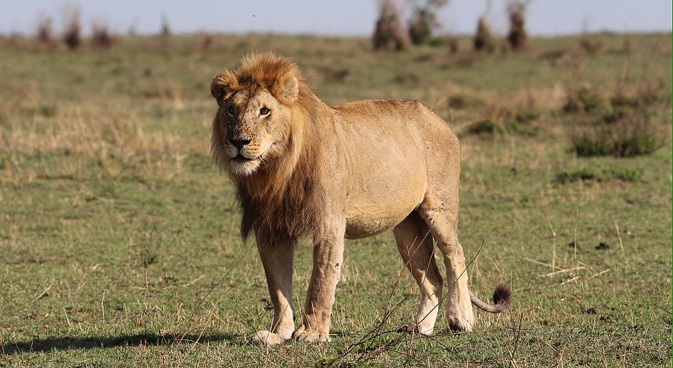 männlicher Löwe in der Masai Mara
