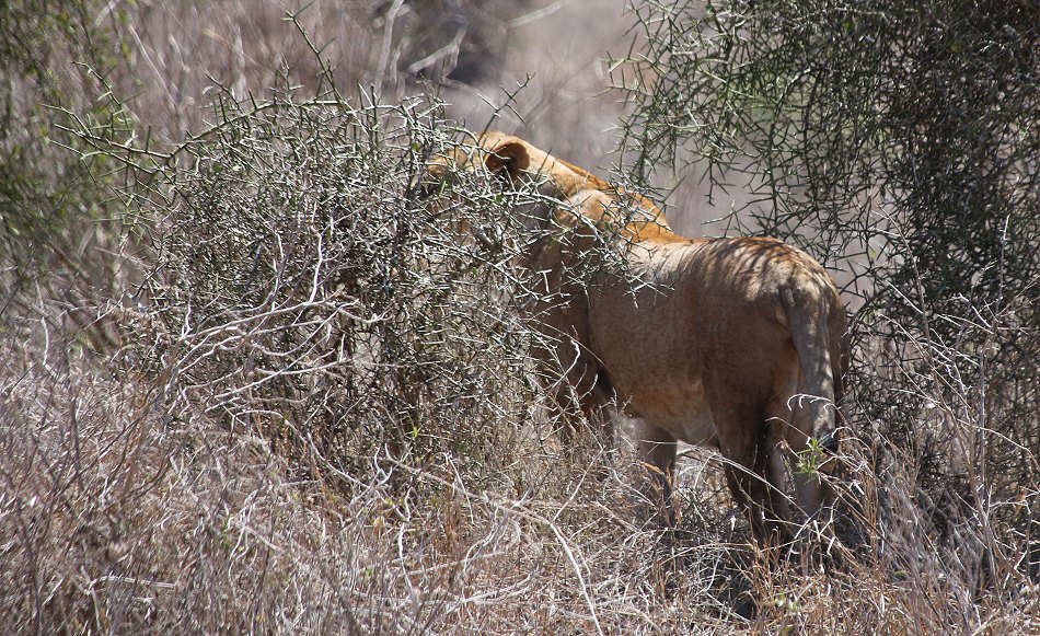 Löwen im Lumo Conservancy