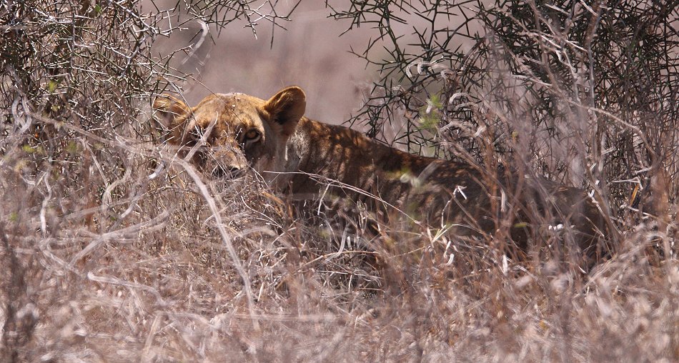 Löwen im Lumo Conservancy