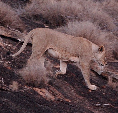 im Lumo Reservat vor dem Lion Rock