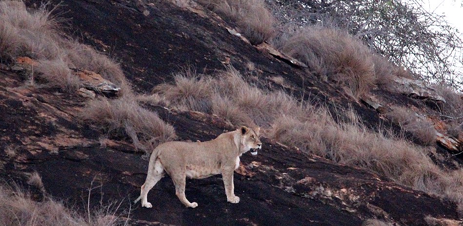 im Lumo Reservat vor dem Lion Rock