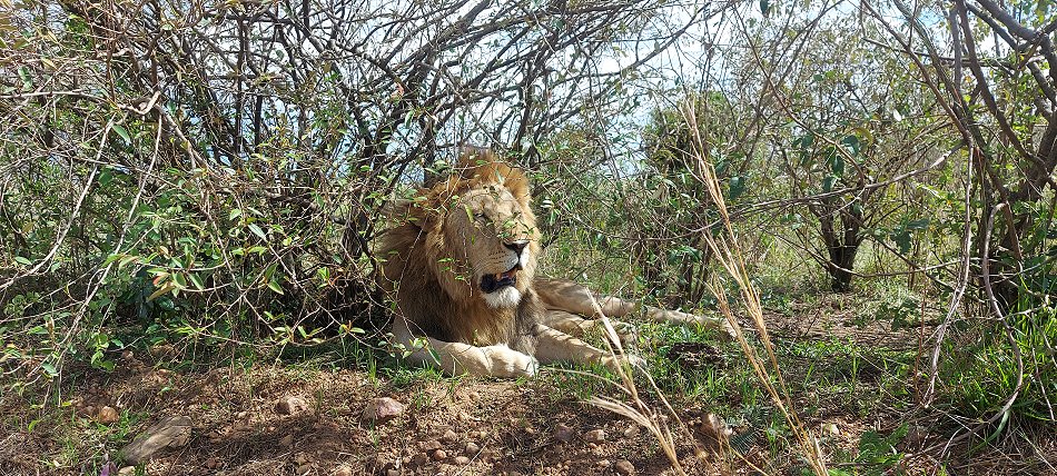männlicher Löwe in der Masai Mara