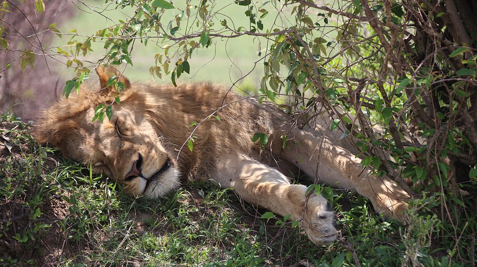 Löwenmännchen in der Masai Mara