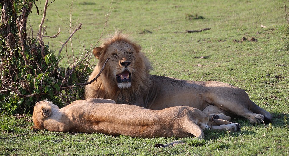Löwen in der Masai Mara