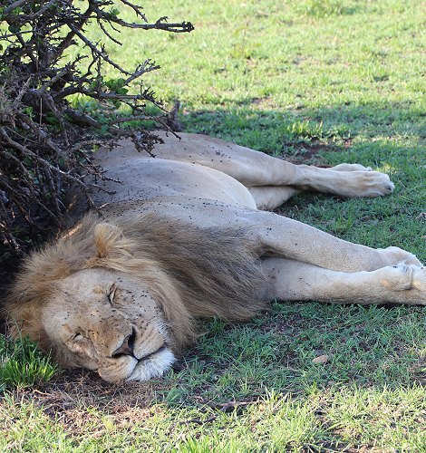 Löwen in der Masai Mara