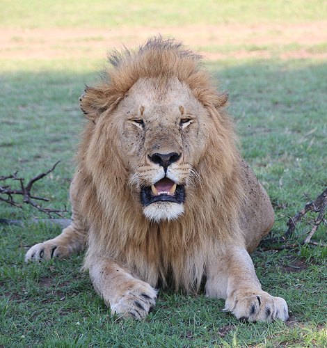 Löwen in der Masai Mara