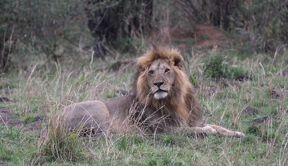 Löwenmännchen in Masai Mara