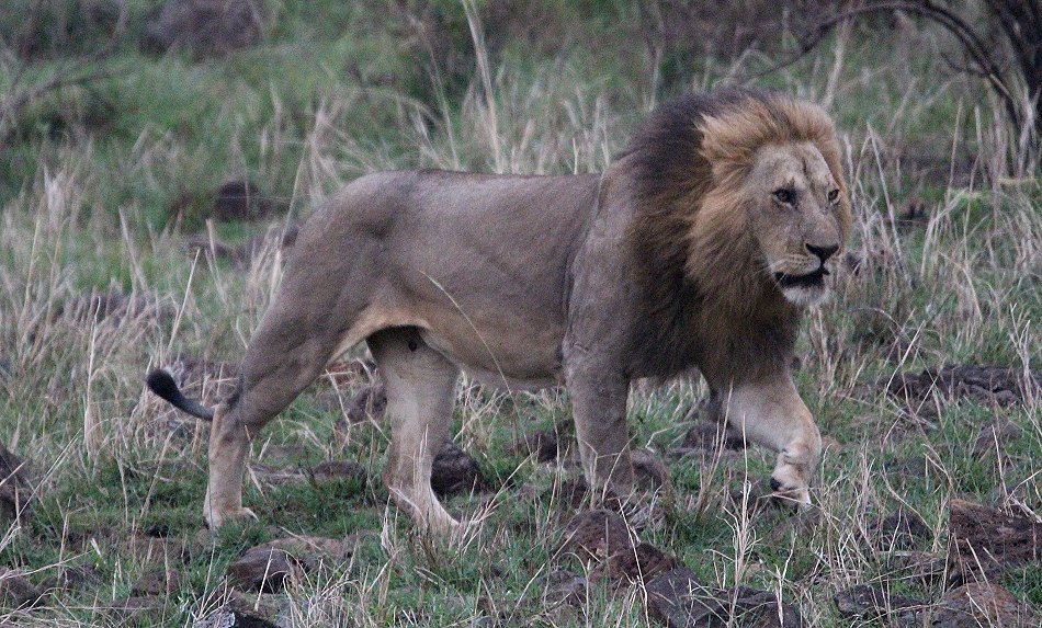 Löwen Topi Rudel in der Masai Mara