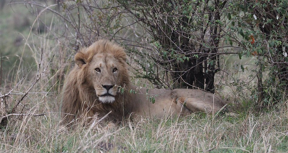 Löwenmännchen in Masai Mara