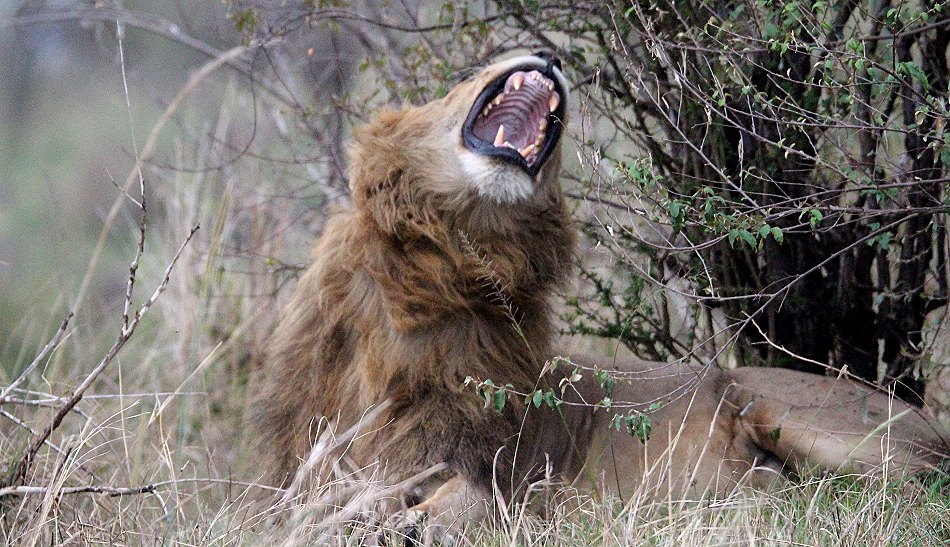 Löwen Topi Rudel in der Masai Mara