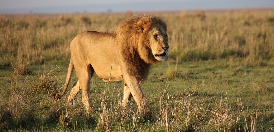 Löwen in der Masai Mara