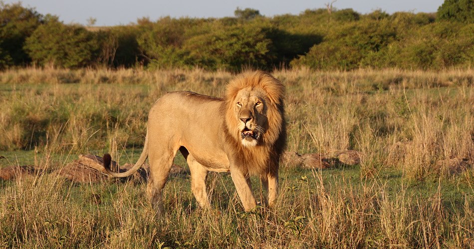 Löwen in der Masai Mara