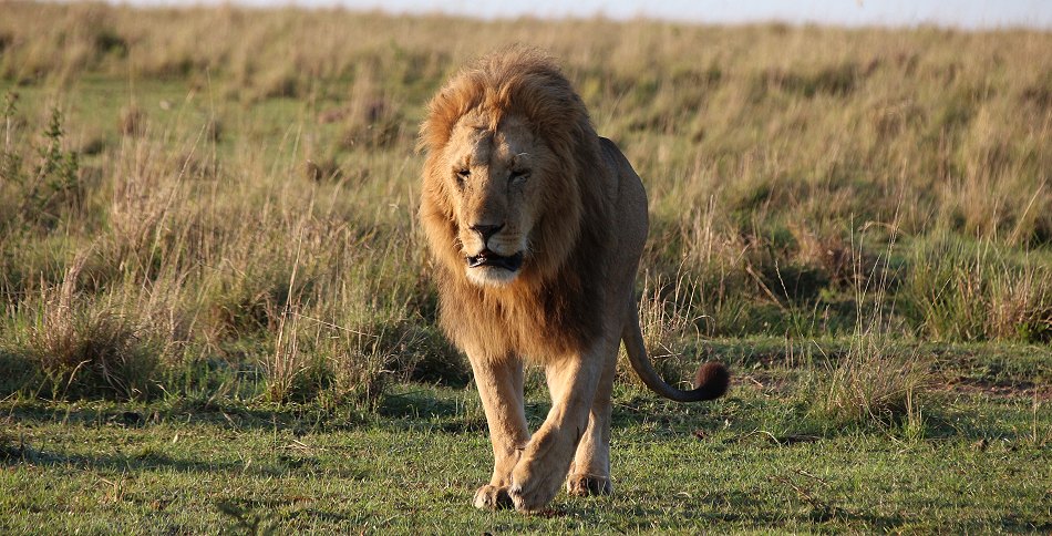 Löwen in der Masai Mara
