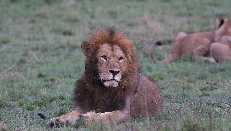 junge Löwen Männchen des Moniko Rudels in der Masai Mara