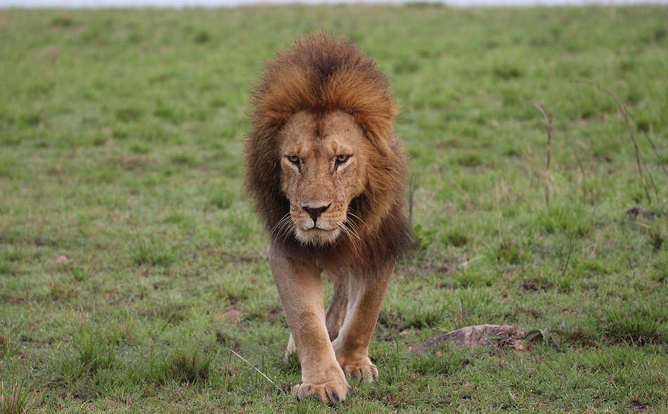 junge Löwen Männchen des Moniko Rudels in der Masai Mara