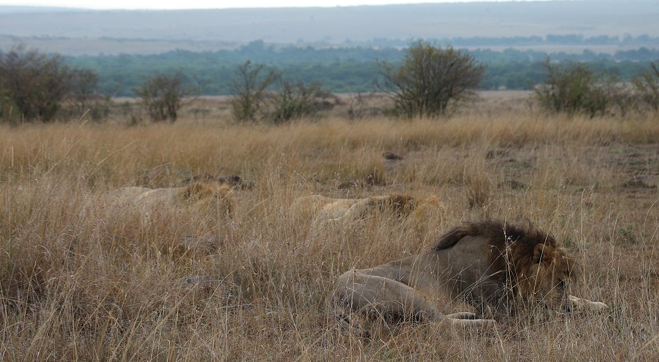 im Mara Bush Camp