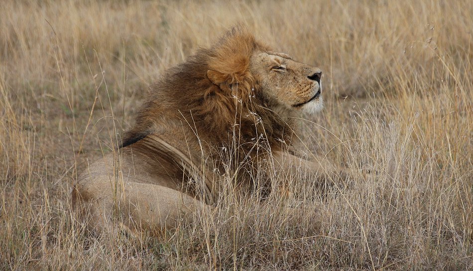 im Mara Bush Camp