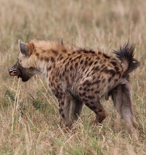 Hyänen streiten um Zebrakill
