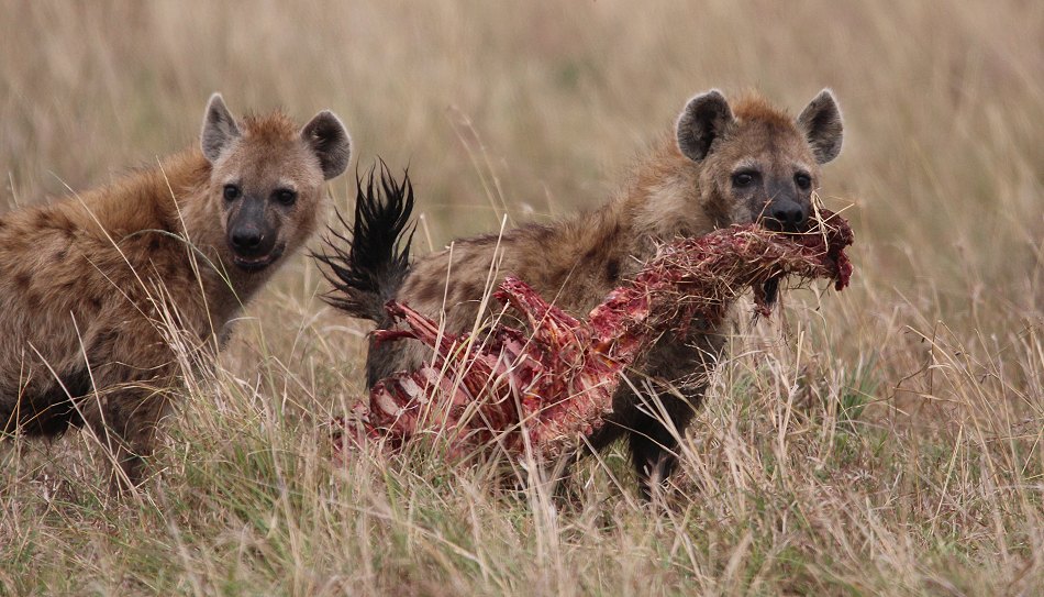 Hyänen streiten um Zebrakill