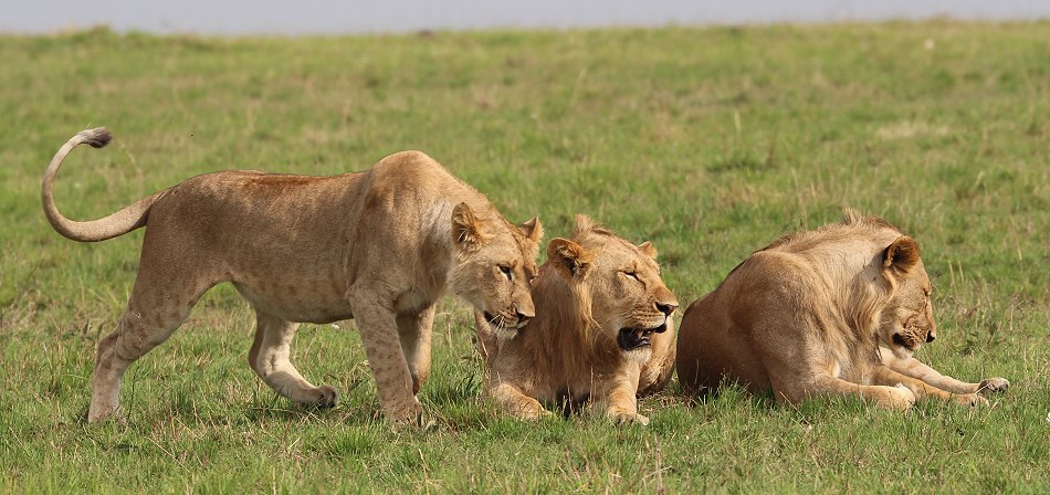 Löwen, Moniko Rudel - Masai Mara