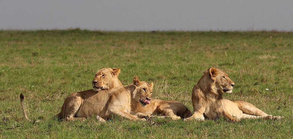 Löwen, Moniko Rudel - Masai Mara