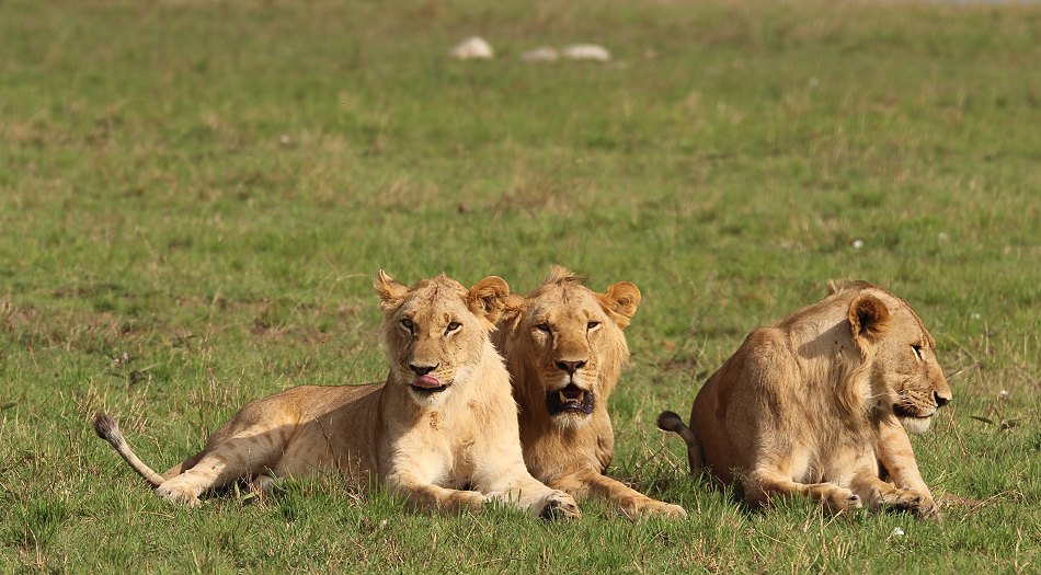 Löwen, Moniko Rudel - Masai Mara