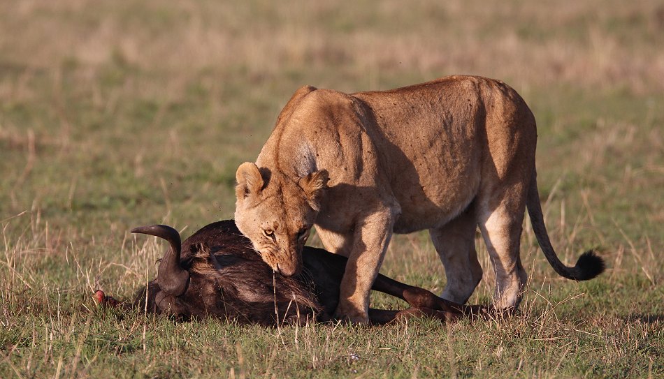 Löwen, Moniko Rudel - Masai Mara