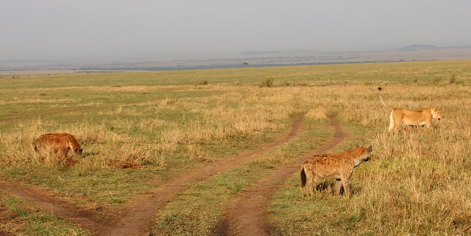 Löwen, Moniko Rudel - Masai Mara
