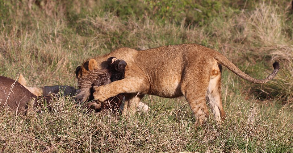 Löwen, Moniko Rudel - Masai Mara