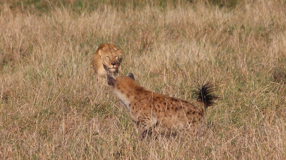 Löwen, Moniko Rudel - Masai Mara
