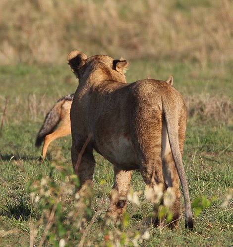 Löwen, Moniko Rudel - Masai Mara