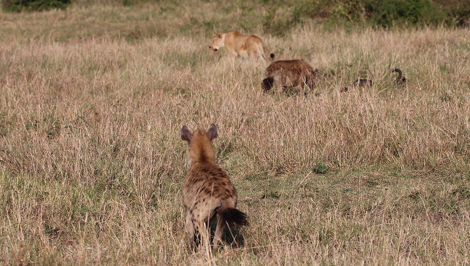 Löwen, Moniko Rudel - Masai Mara