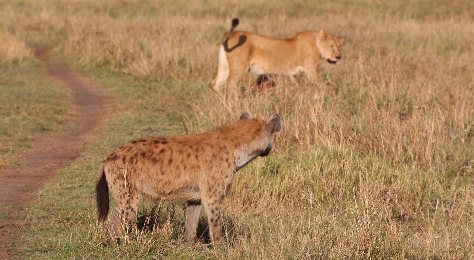 Löwen, Moniko Rudel - Masai Mara