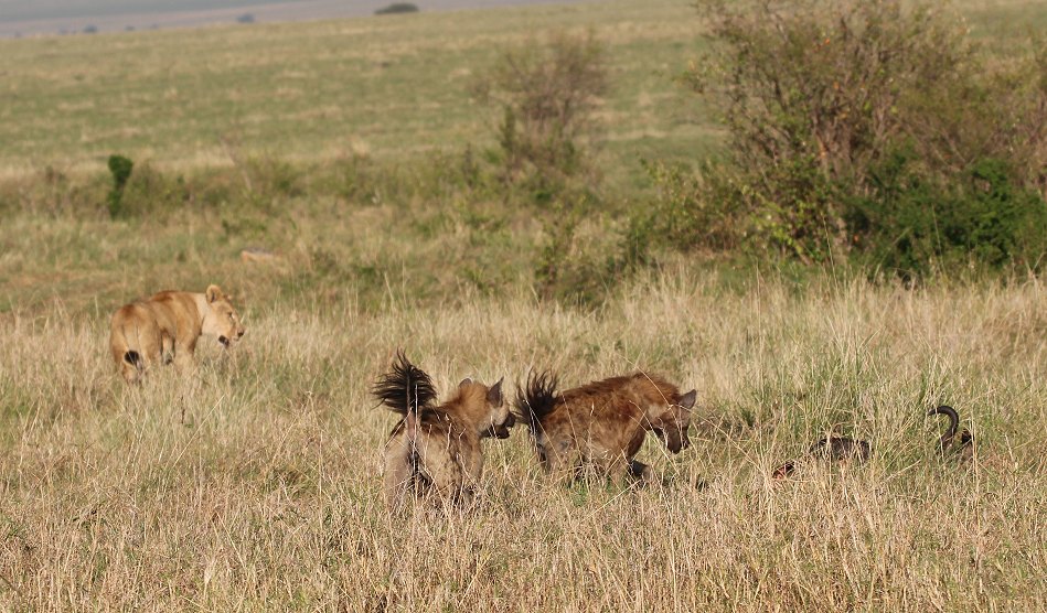 Löwen, Moniko Rudel - Masai Mara