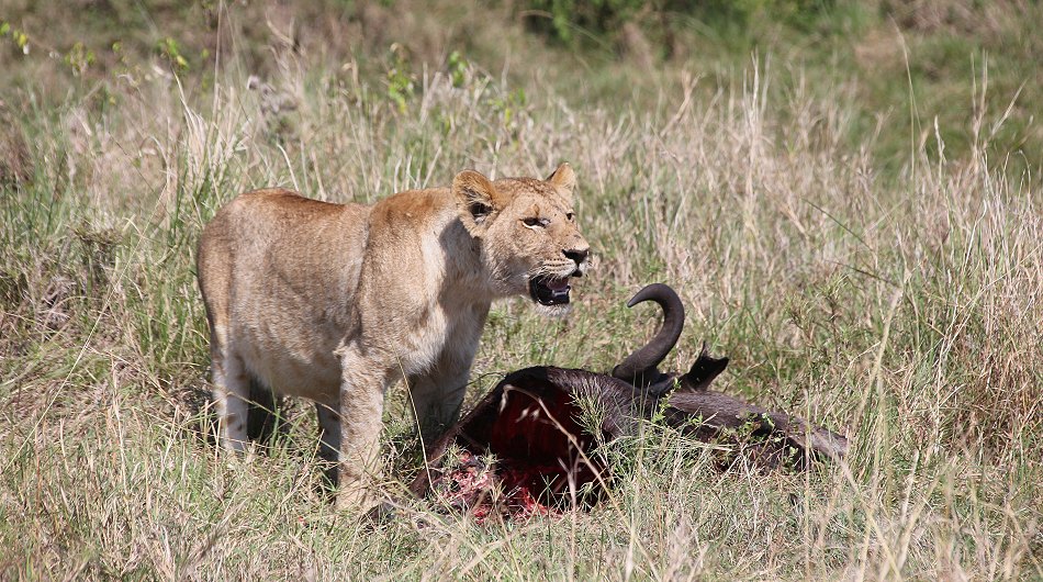 Löwen, Moniko Rudel - Masai Mara