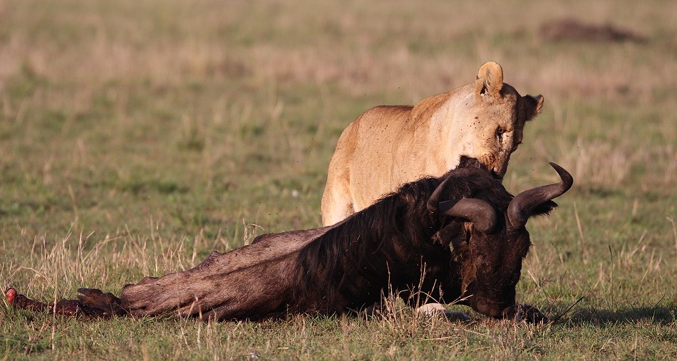 Löwen, Moniko Rudel - Masai Mara