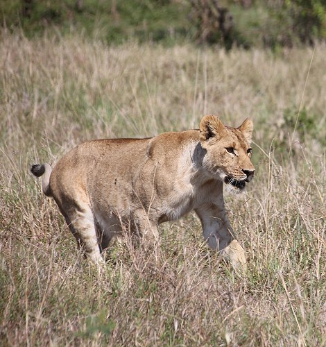 Löwen, Moniko Rudel - Masai Mara