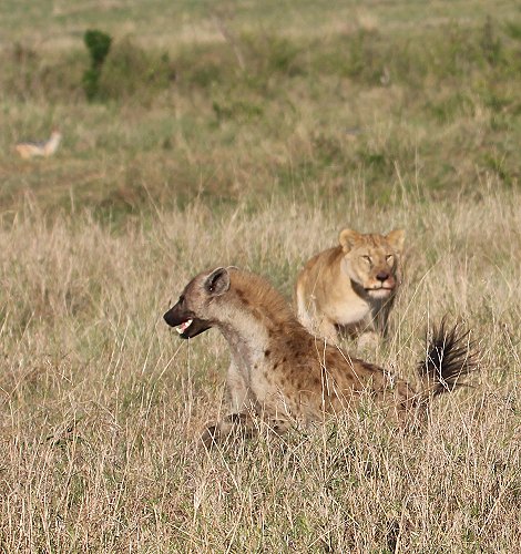 Löwen, Moniko Rudel - Masai Mara