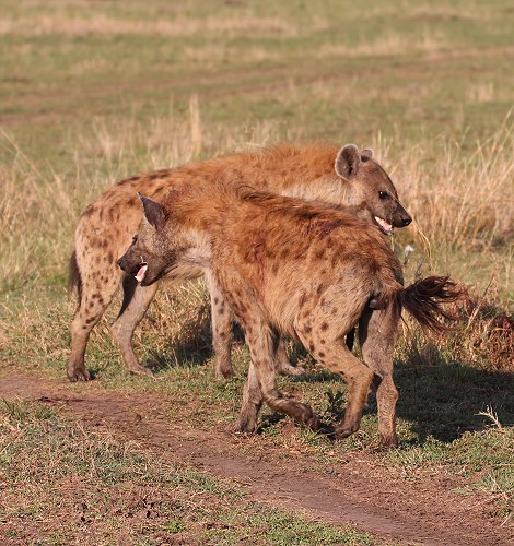 Löwen, Moniko Rudel - Masai Mara